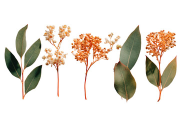 Close-up of botanical elements.  Five sprigs, pale cream/orange blossoms and dark green leaves, arranged horizontally against a black background.  Sharp focus, minimal depth of field