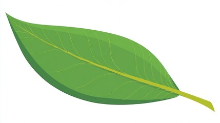 Obraz premium Close-up macro of a single green leaf isolated on a white background with a crisp focus on its organic texture and natural veins
