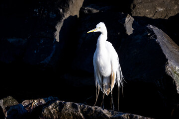 White egret
