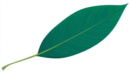 Obraz premium A vibrant green leaf with intricate veins, isolated on a clean white background, captures the essence of a single plant from nature