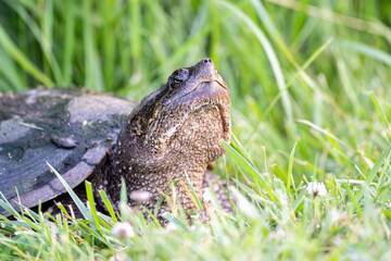 snapping turtle