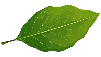 Obraz premium Isolated white background macro shot of a green leaf showing its texture, veins, and vibrant color