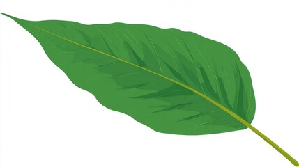 Obraz premium A fresh green leaf with intricate texture, isolated on a bright white background