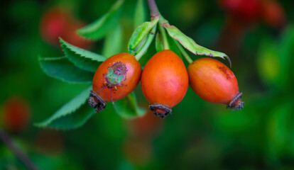 Red ripe brier berries in the autumn garden