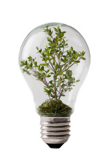 A transparent lightbulb, seemingly glowing, holds a miniature bonsai tree within its glass