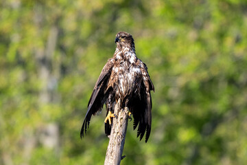 juvenile eagle on dead tree