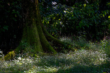 光が差し込む森