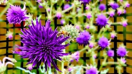 Obraz premium Bee on Purple Thistle Flower