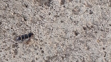 bug over rock texture