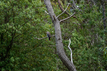 Wildlife and Nature on Maria Island Tasmania
