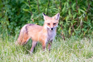 red fox in the wild