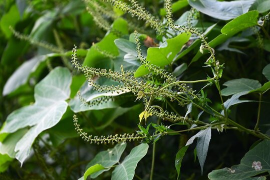 Giant ragweed (Ambrosia trifida). Asteraceae annual weeds. A monoecious, wind-pollinated plant that causes hay fever.
