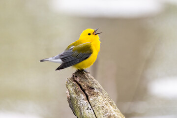 prothonotary warbler