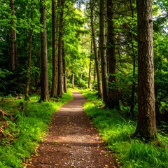 Fototapeta premium Sunlit path through a lush forest