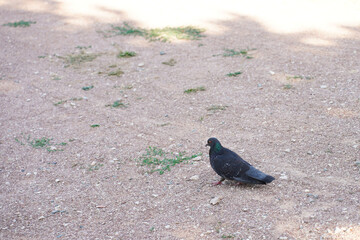 a pigeon walks in the park along a pebble path