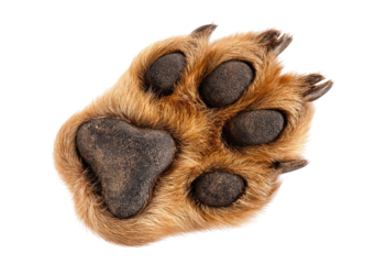 Close-up of a dog's paw print. Dark brown fur covers the paw. Visible are pads, claws, and soft fur