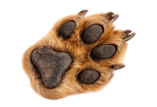 Close-up of a dog's paw print.  Dark brown fur covers the paw.  Visible are pads, claws, and soft fur