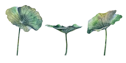Watercolor set lotus leaves in different positions. Perfect for spa packaging, eco-friendly branding, cosmetics, yoga and wellness products, textile and interior prints