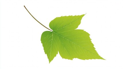 Fototapeta premium Closeup of a fresh green leaf with a detailed vein texture, isolated on a white background