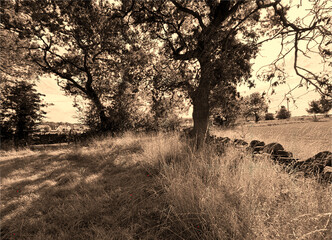A gentle beam of sunlight filters through leafy branches, casting soft shadows across a quiet...