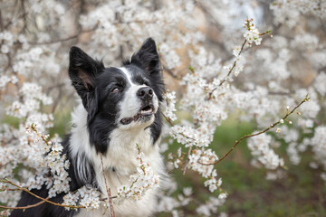 Attentive Border Collie with Cute Funny Look with Spring Flowering Tree. White Blossoming Tree Blackthorn and Domestic Pet Outside.