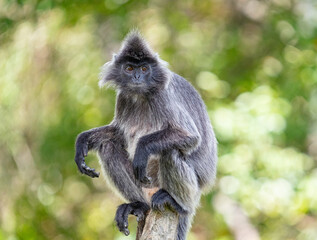 Portret Makaka © Jacek