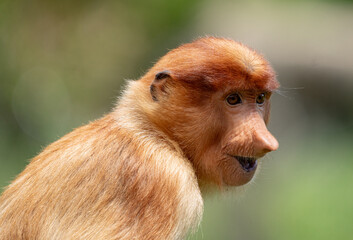 Nosacz sundajski - Nasalis larvatus - Borneo