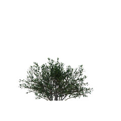 Ilex crenata (Japanese Holly) Dense Green Shrub Isolated on Transparent Background