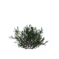 Ilex crenata (Japanese Holly) Dense Green Shrub Isolated on Transparent Background