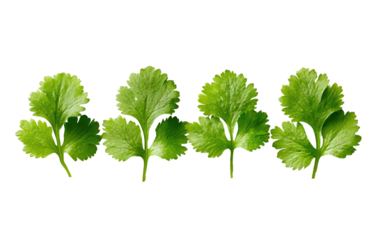 Four fresh cilantro leaves, vibrant green, detailed, closely spaced against black background