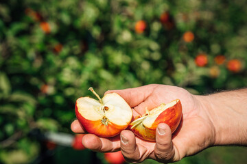 Fresh organic red apple in an apple orchard. 