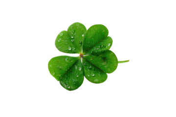 Close-up of a four-leaf clover, vibrant green with water droplets