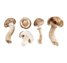 Four whole shiitake mushrooms, arranged horizontally, against a black background. Each mushroom shows a light brown cap and a light beige stem.