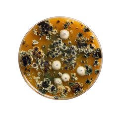 Circular petri dish culture plate, showing diverse fungal colonies of various shades