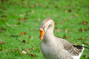 A portrait of a graceful Greylag goose on a green meadow, Farm Animal