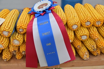Prize Ribbon on Field Corn at a Fair