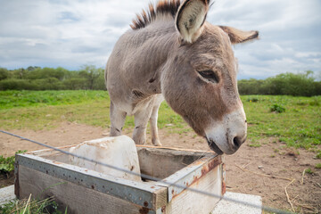 Gray Donkey Drinking Water from Wooden Trough in Rural Farm Setting