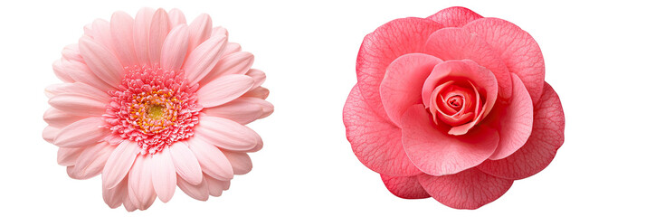 Two vibrant pink flowers, a gerbera daisy and a camellia, on a black background