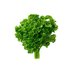Fototapeta premium Fresh Bunch of Parsley, Green Herb, Culinary Ingredient