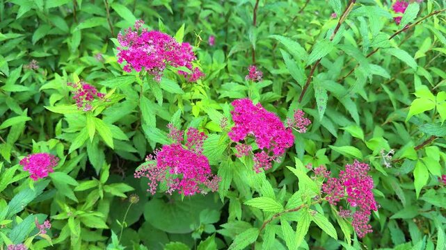 red pink spirea flowers in summer garden