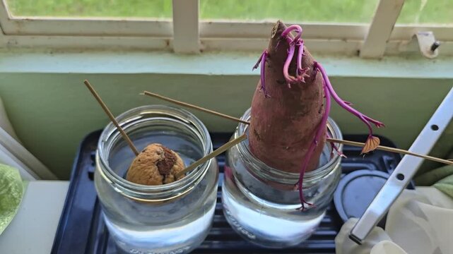 A sweet potato and an avocado seed are left in jars of water to grow. They are both suspended by sticks. and the sweet potato has already sprouted slips