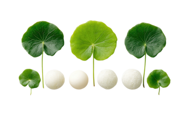 Round leaves frame white orbs