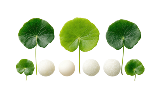 Round leaves frame white orbs