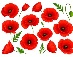 Obraz premium Elegant red poppy flower blooms and buds illustration set on a white backdrop
