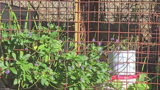 A butterfly flaps its wings as it moves from flower to flower. 