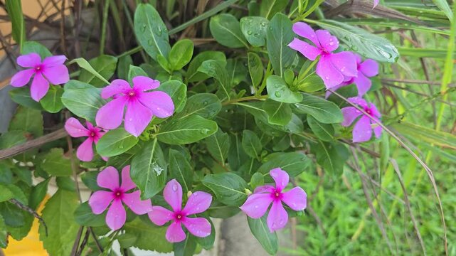 A bunch of pink perry winkle flowers with droplets of due. The plant has some bright, lush green leaves. 