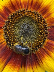 Abelha polinizando uma flor em macro