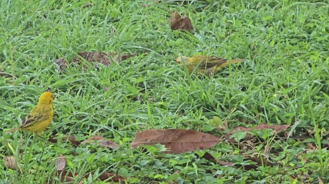 Yellow birds wade through the grass and feed on some wild blades of grass early in the morning. 