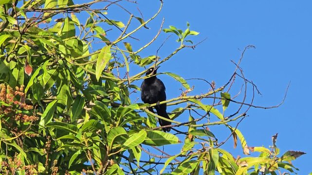 A singing big black bird sits on the branch of a tree. The sky against his back, he whistles while cleaning his feathers. 