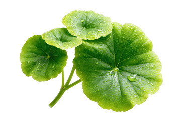 Close-up of vibrant green leaves with water droplets